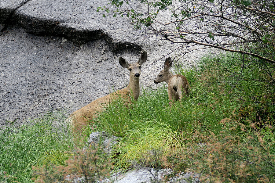 mule deer doe & fawn (Odocoileus hemionus californicus) [Mt. Whitney Mountaineer's Route, John Muir Wilderness, Inyo County, California]