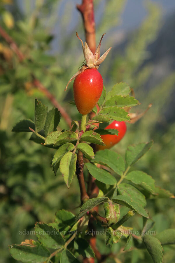 Woods' rose hips (Rosa woodsii) [Mt. Whitney Trail, Inyo National Forest, Inyo County, California]