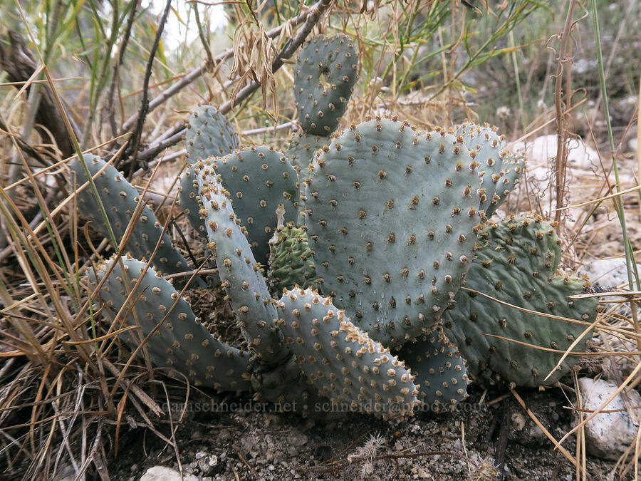 beaver-tail prickly-pear cactus (Opuntia basilaris var. basilaris) [Mt. Whitney Trail, Inyo National Forest, Inyo County, California]
