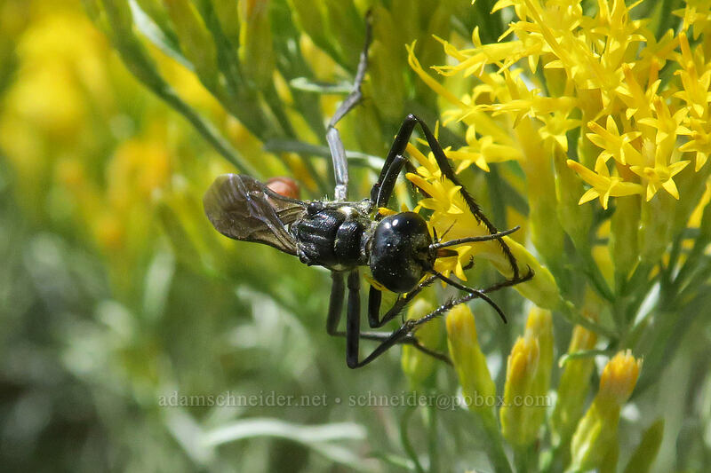 ammophila wasp on rabbitbrush (Ammophila sp., Ericameria nauseosa (Chrysothamnus nauseosus)) [Long Creek Mountain, Malheur National Forest, Grant County, Oregon]