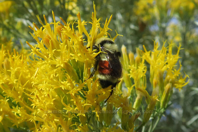 Hunt's bumblebee on rabbitbrush (Bombus huntii, Ericameria nauseosa (Chrysothamnus nauseosus)) [Long Creek Mountain, Malheur National Forest, Grant County, Oregon]