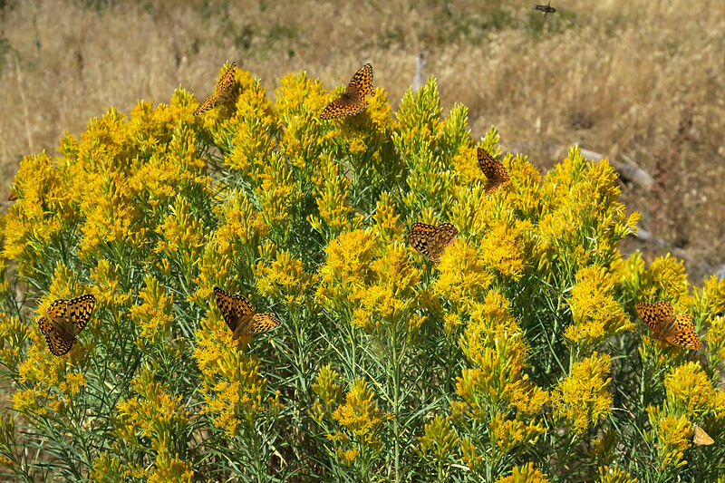 fritillary butterflies on rabbitbrush (Argynnis sp. (Speyeria sp.), Ericameria nauseosa (Chrysothamnus nauseosus)) [Long Creek Mountain, Malheur National Forest, Grant County, Oregon]