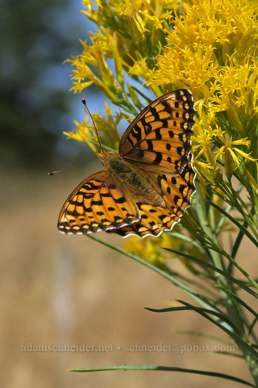 fritillary butterfly on rabbitbrush (Argynnis sp. (Speyeria sp.), Ericameria nauseosa (Chrysothamnus nauseosus)) [Long Creek Mountain, Malheur National Forest, Grant County, Oregon]