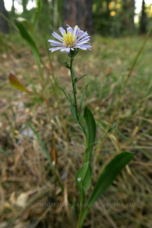 Eaton's aster (Symphyotrichum eatonii (Symphyotrichum bracteolatum)) [Long Creek Mountain, Malheur National Forest, Grant County, Oregon]