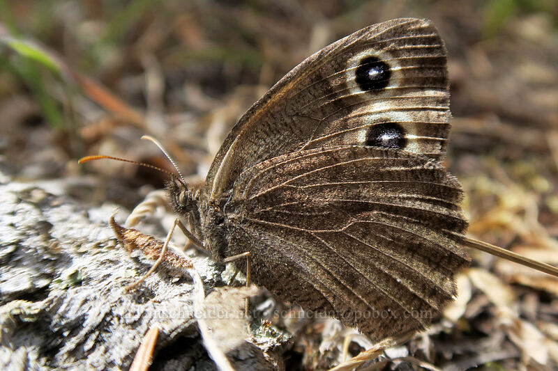 common wood-nymph butterfly (Cercyonis pegala) [Long Creek Mountain, Malheur National Forest, Grant County, Oregon]