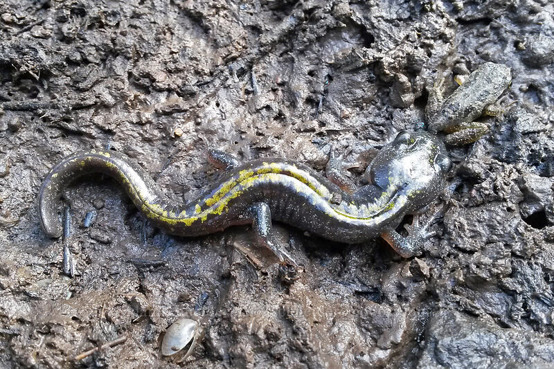 long-toed salamander (and a tiny chorus frog) (Ambystoma macrodactylum columbianium, Pseudacris sp.) [Long Creek Mountain, Malheur National Forest, Grant County, Oregon]