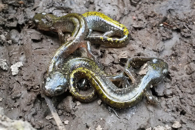 long-toed salamanders (Ambystoma macrodactylum columbianium) [Long Creek Mountain, Malheur National Forest, Grant County, Oregon]