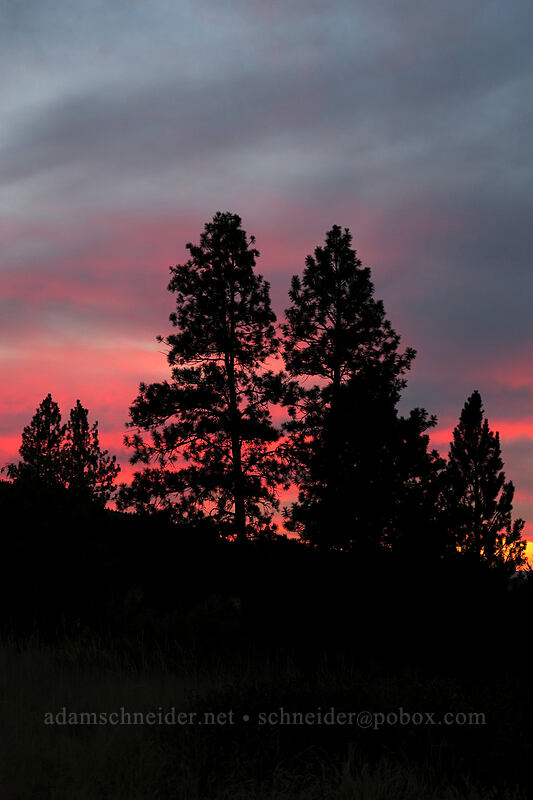 sunset & pine trees [Long Creek Mountain, Malheur National Forest, Grant County, Oregon]