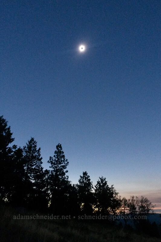 total solar eclipse [Long Creek Mountain, Malheur National Forest, Grant County, Oregon]