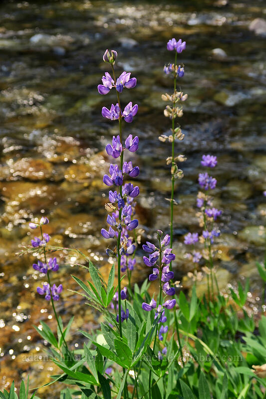 lupines (Lupinus sp.) [Tuolumne Meadows, Yosemite National Park, Tuolumne County, California]