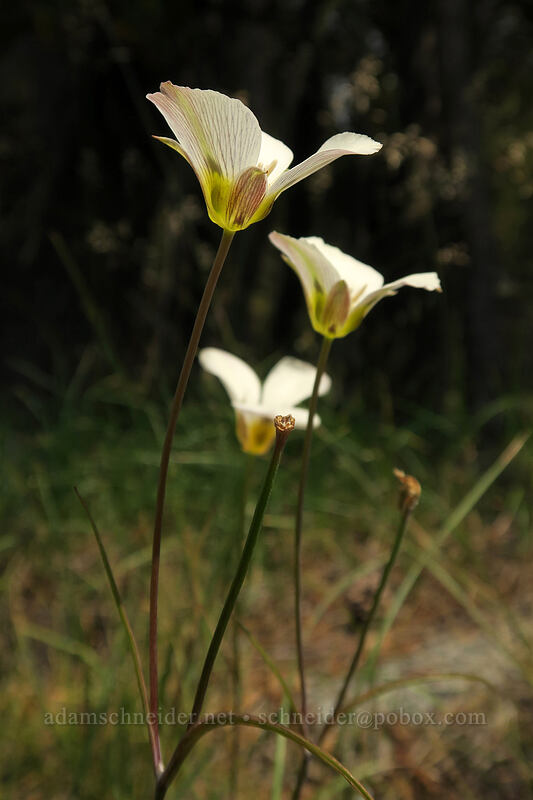 Leichtlin's mariposa lilies (Calochortus leichtlinii) [Tioga Road, Yosemite National Park, Tuolumne County, California]