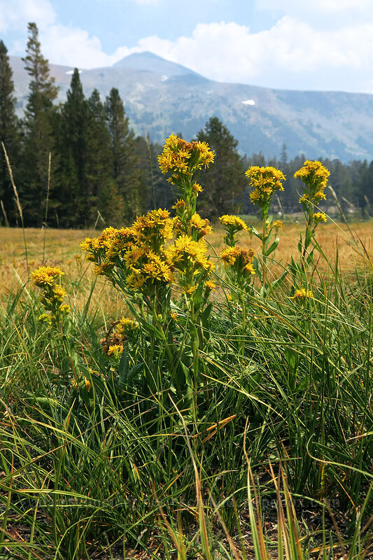 goldenrod (Solidago multiradiata) [Dana Meadows, Yosemite National Park, Tuolumne County, California]