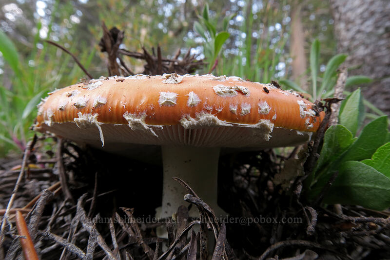 fly agaric mushroom (Amanita muscaria) [Gaylor Lakes Trail, Yosemite National Park, Tuolumne County, California]