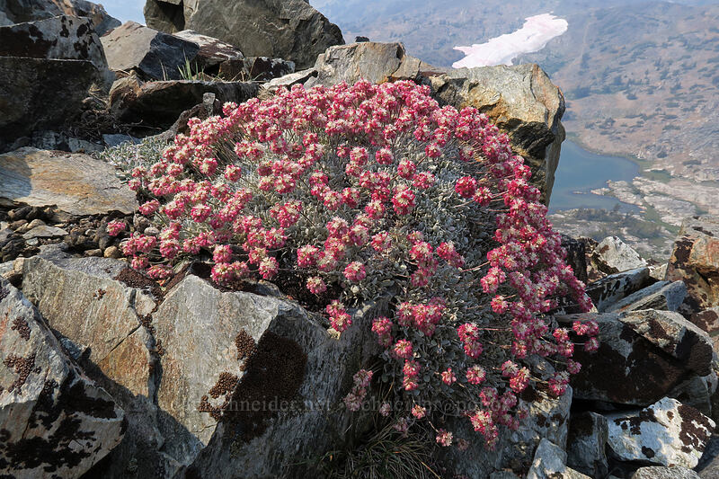 cushion buckwheat (Eriogonum ovalifolium var. nivale) [Gaylor Peak, Yosemite National Park, Tuolumne County, California]