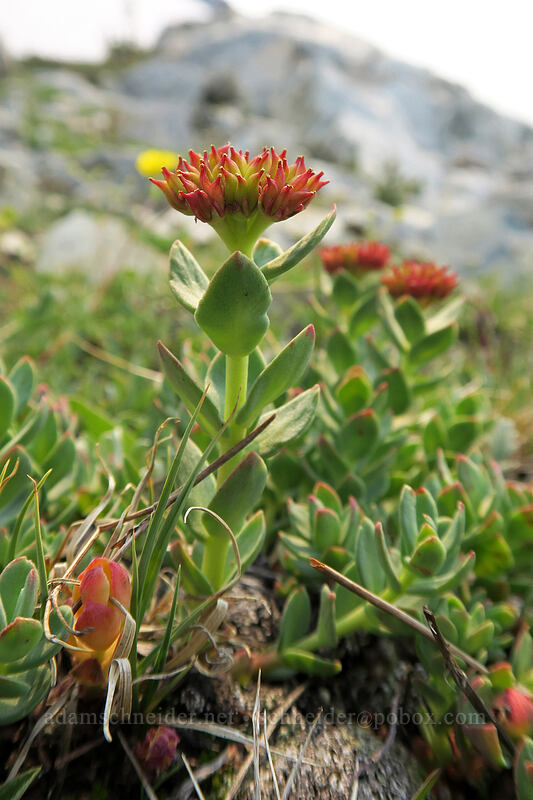 western roseroot (ledge stonecrop) (Rhodiola integrifolia) [Gaylor Peak, Yosemite National Park, Tuolumne County, California]