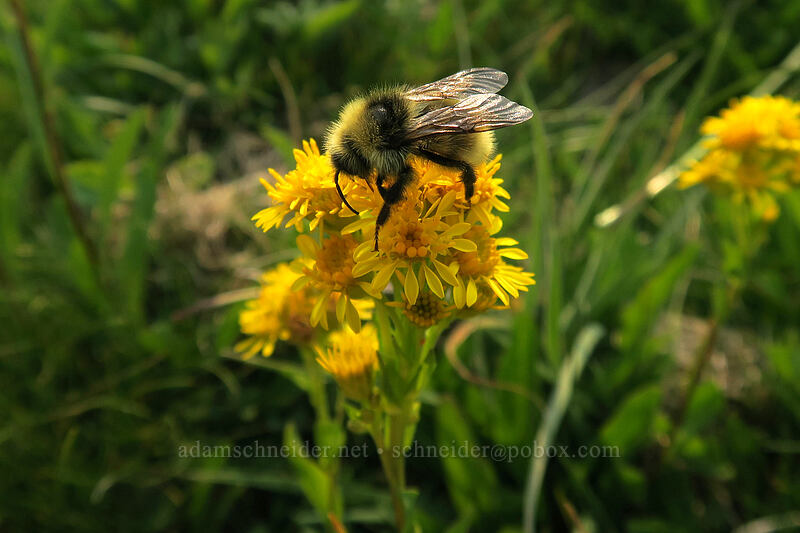 bumblebee on goldenrod (Bombus sp., Solidago multiradiata) [Gaylor Lakes Trail, Yosemite National Park, Tuolumne County, California]