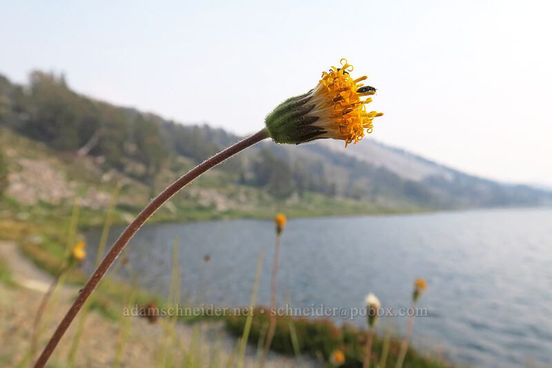 green-leaved raillardella (Raillardella scaposa) [Gaylor Lakes Trail, Yosemite National Park, Tuolumne County, California]