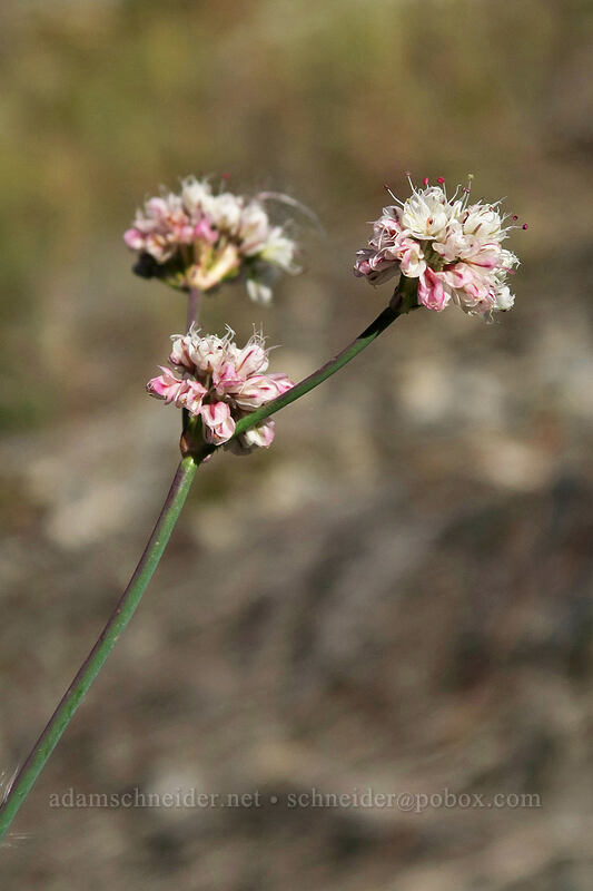 bare-stem buckwheat (Eriogonum nudum) [Boundary Trail, Mt. St. Helens National Volcanic Monument, Skamania County, Washington]