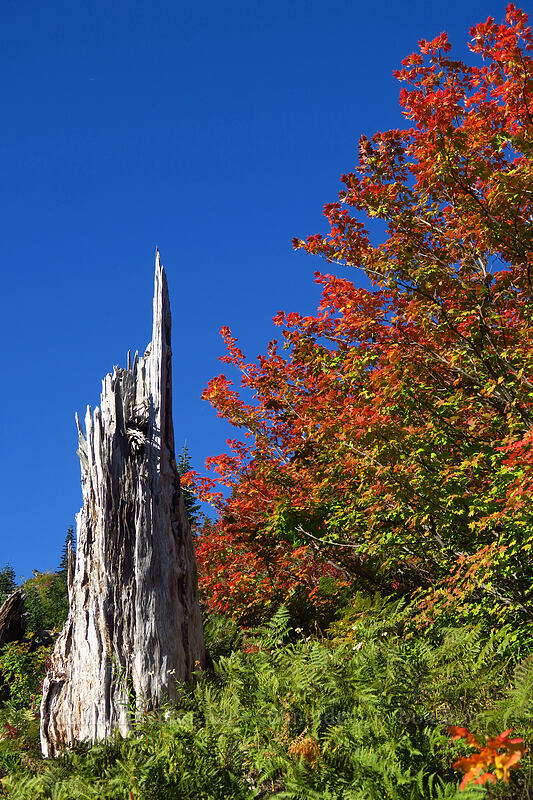 vine maples (Acer circinatum) [Boundary Trail, Mt. St. Helens National Volcanic Monument, Skamania County, Washington]