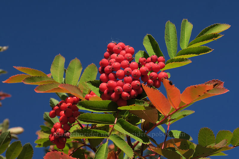 Sitka mountain ash berries (Sorbus sitchensis) [Boundary Trail, Mt. St. Helens National Volcanic Monument, Skamania County, Washington]