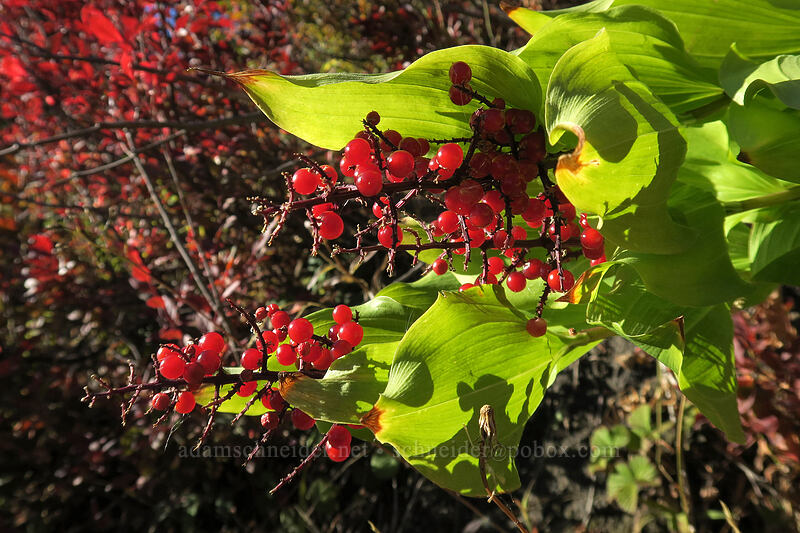 false Solomon's-seal berries (Maianthemum racemosum ssp. amplexicaule (Smilacina racemosa)) [Boundary Trail, Mt. St. Helens National Volcanic Monument, Skamania County, Washington]