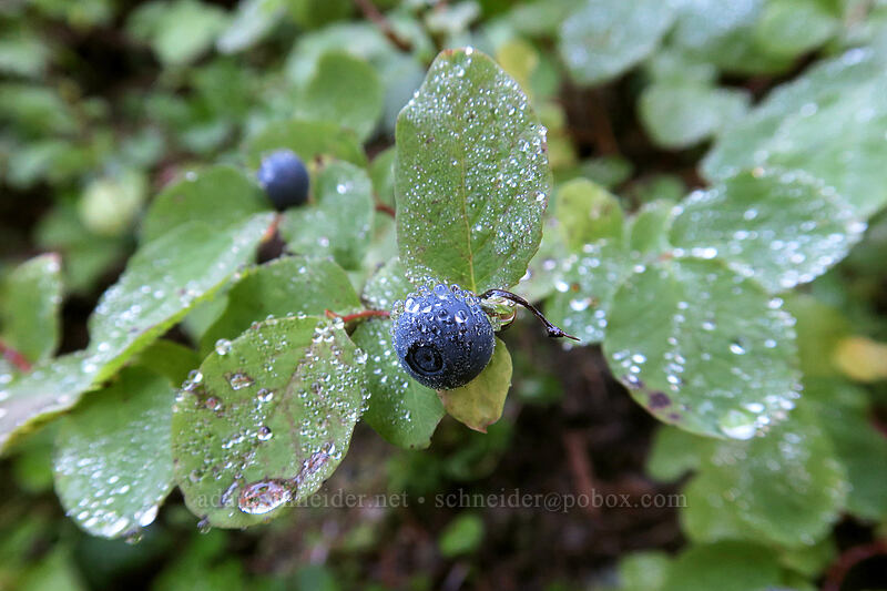 dew on huckleberries (Vaccinium ovalifolium) [Boundary Trail, Mt. St. Helens National Volcanic Monument, Skamania County, Washington]
