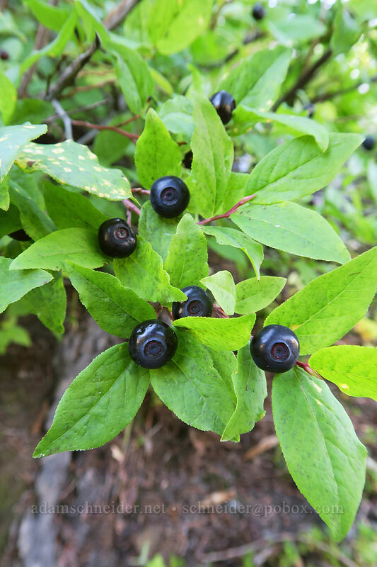 black huckleberries (Vaccinium membranaceum) [Lakes Trail, Mt. St. Helens National Volcanic Monument, Skamania County, Washington]