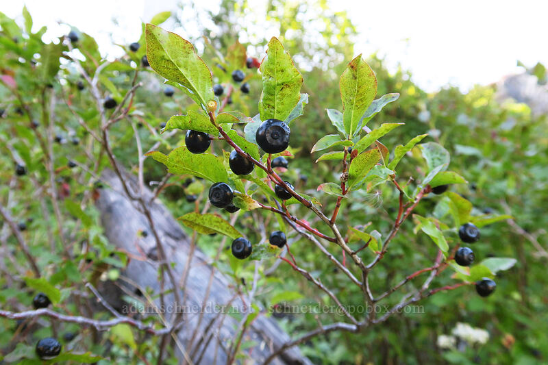 black huckleberries (Vaccinium membranaceum) [Boundary Trail, Mt. St. Helens National Volcanic Monument, Skamania County, Washington]