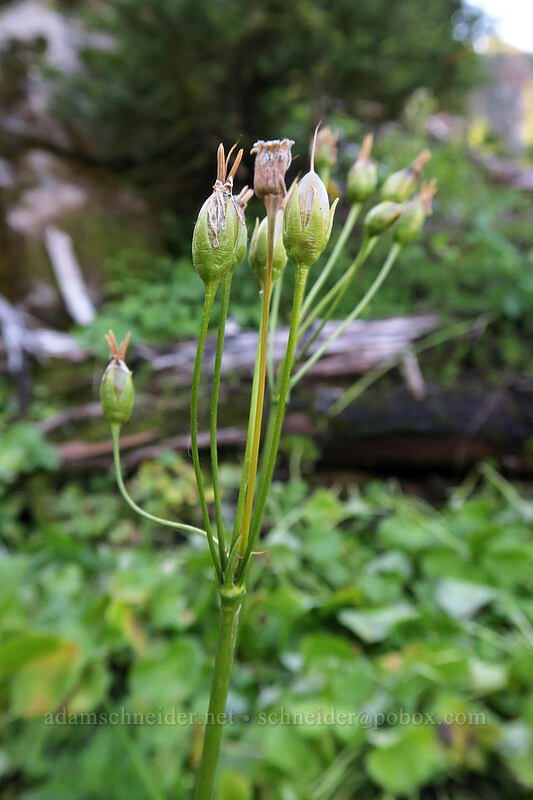 tall mountain shooting star seeds (Dodecatheon jeffreyi (Primula jeffreyi)) [Lakes Trail, Mt. St. Helens National Volcanic Monument, Skamania County, Washington]