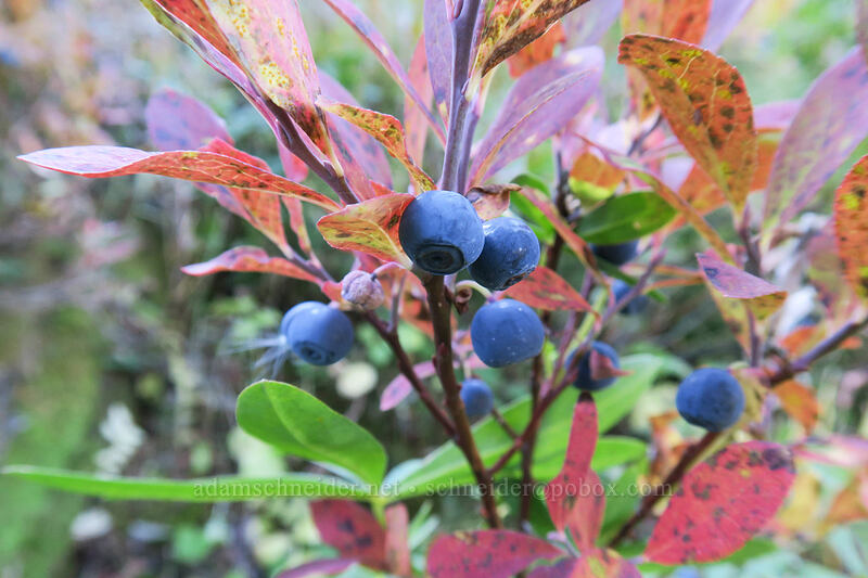 Cascade bilberries (blue-leaf huckleberries) (Vaccinium deliciosum) [Boundary Trail, Mt. St. Helens National Volcanic Monument, Skamania County, Washington]