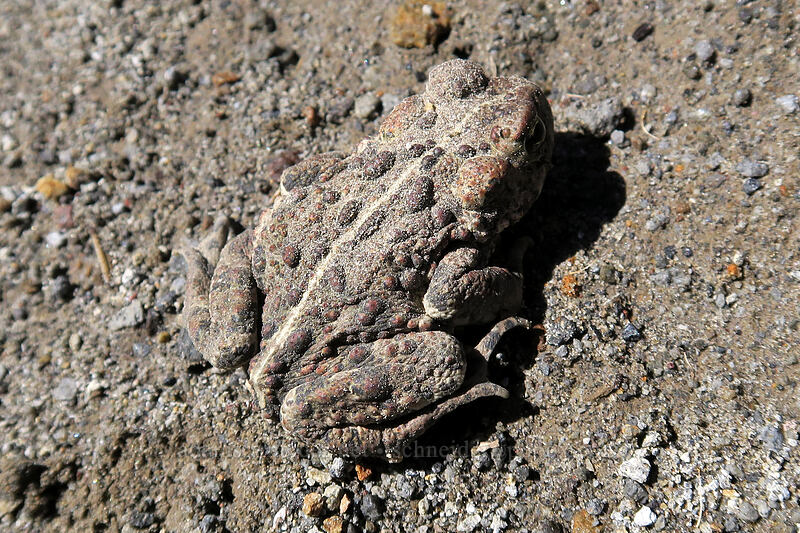 western toad (Anaxyrus boreas (Bufo boreas)) [Lakes Trail, Mt. St. Helens National Volcanic Monument, Skamania County, Washington]