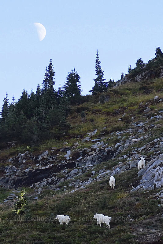 mountain goats & the moon (Oreamnos americanus) [Whittier Trail, Mt. St. Helens National Volcanic Monument, Skamania County, Washington]
