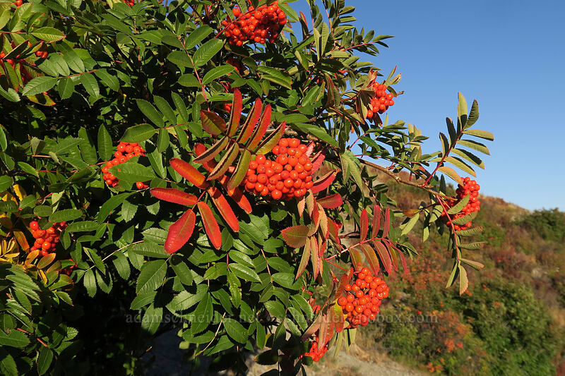 Rocky Mountain ash berries (Sorbus scopulina) [Boundary Trail, Mt. St. Helens National Volcanic Monument, Skamania County, Washington]