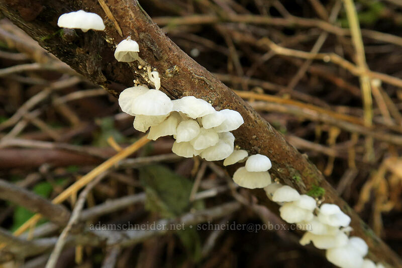 Marasmiellus mushrooms (Marasmiellus sp.) [St. Perpetua Trail, Siuslaw National Forest, Lincoln County, Oregon]