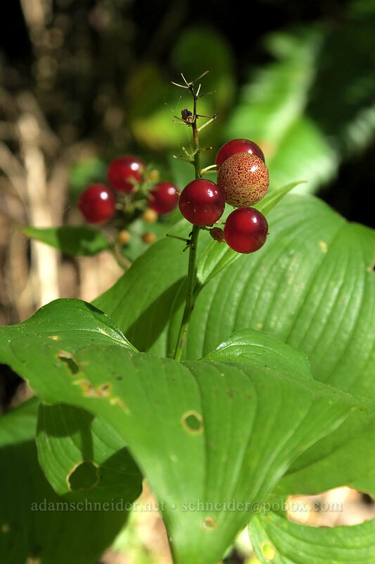 false lily-of-the-valley berries (Maianthemum dilatatum) [St. Perpetua Trail, Siuslaw National Forest, Lincoln County, Oregon]