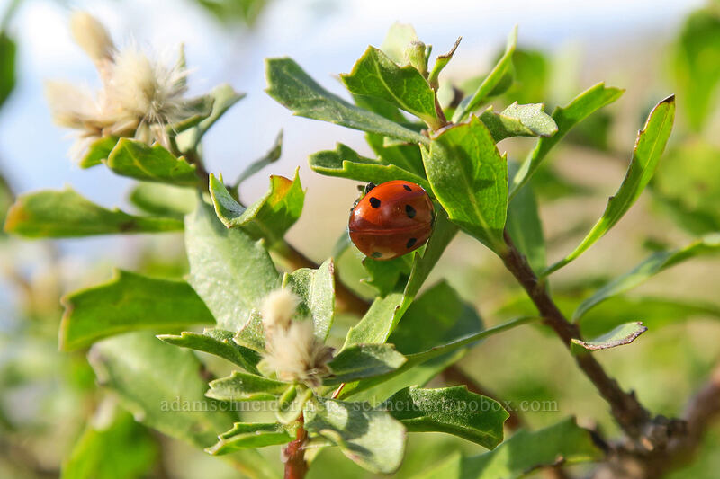 ladybug on coyote brush (Coccinella septempunctata, Baccharis pilularis) [St. Perpetua Trail, Siuslaw National Forest, Lincoln County, Oregon]