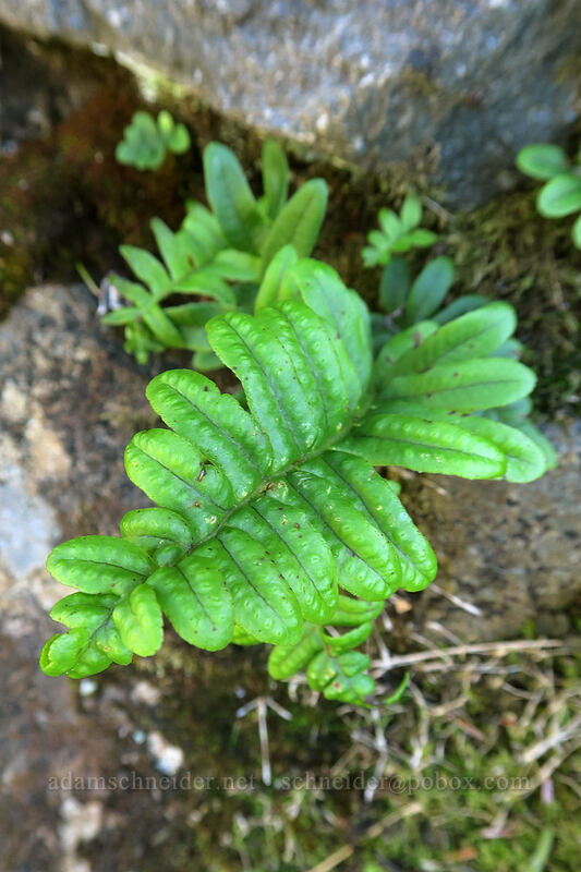 leathery polypody fern (Polypodium scouleri) [Trail of the Restless Waters, Siuslaw National Forest, Lincoln County, Oregon]