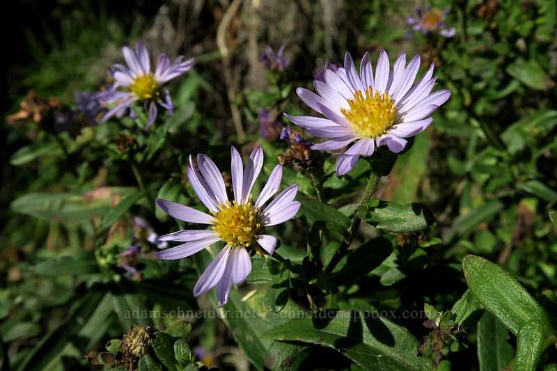 Pacific asters (Symphyotrichum chilense (Aster chilensis)) [Devil's Churn, Siuslaw National Forest, Lincoln County, Oregon]