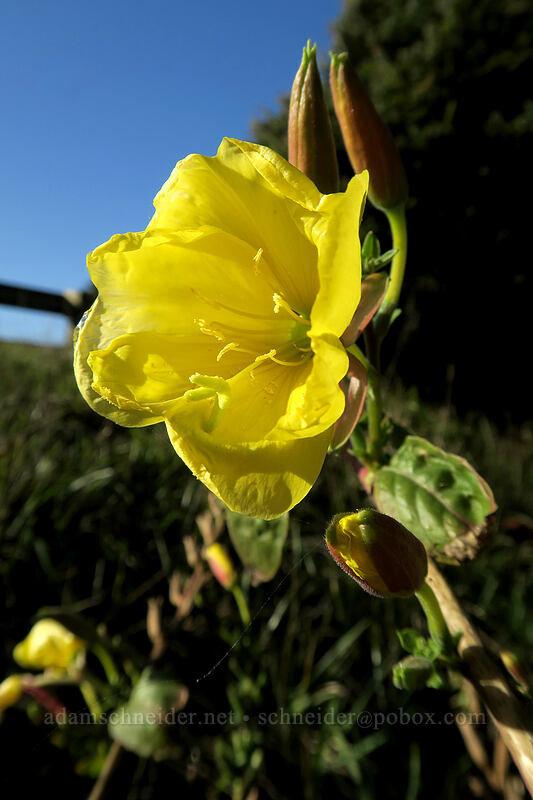 red-sepal evening primrose (Oenothera glazioviana) [Cape Perpetua Scenic Area, Siuslaw National Forest, Lincoln County, Oregon]