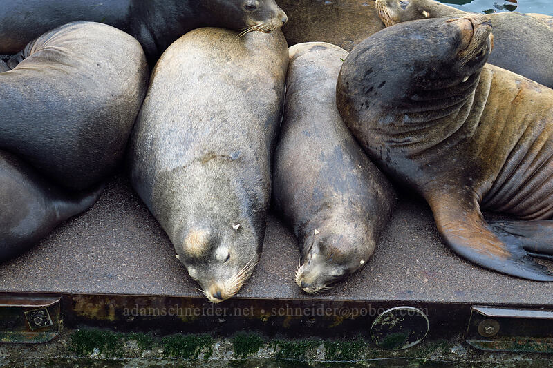 California sea lions (Zalophus californianus) [Port Dock 1, Newport, Lincoln County, Oregon]