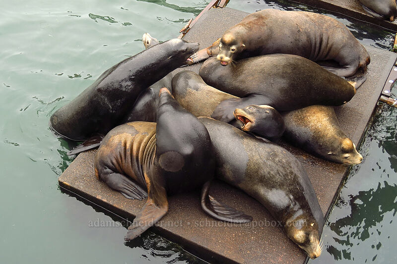 angry California sea lions (Zalophus californianus) [Port Dock 1, Newport, Lincoln County, Oregon]