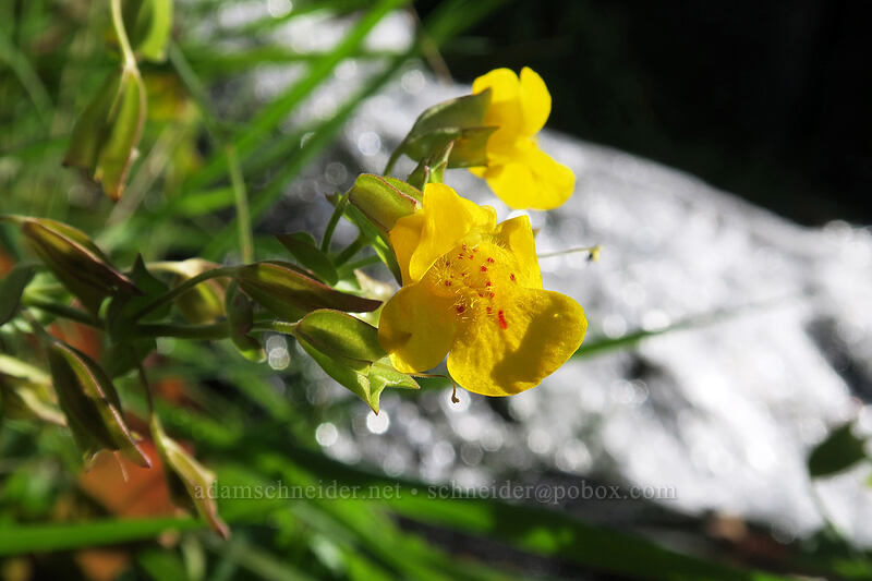 monkeyflower (Erythranthe guttata (Mimulus guttatus)) [Eightmile Creek Falls, Columbia Hills State Park, Klickitat County, Washington]