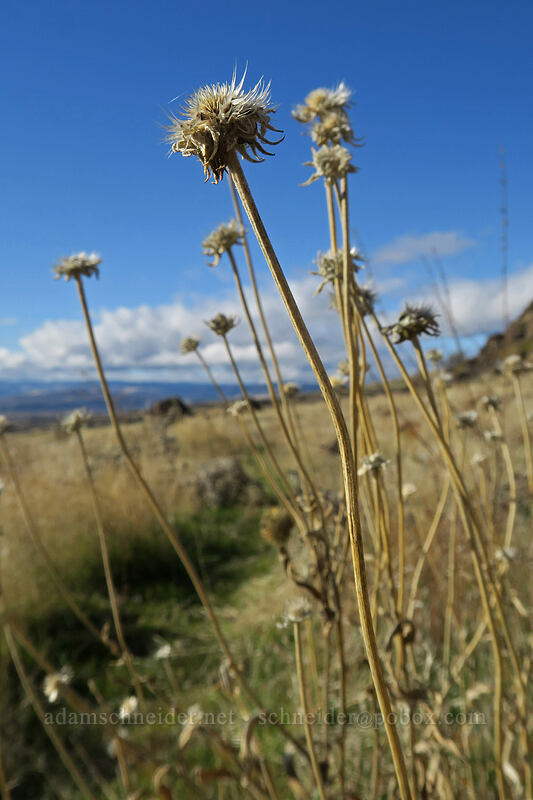 blanketflower seed heads (Gaillardia aristata) [Crawford Ranch, Columbia Hills State Park, Klickitat County, Washington]