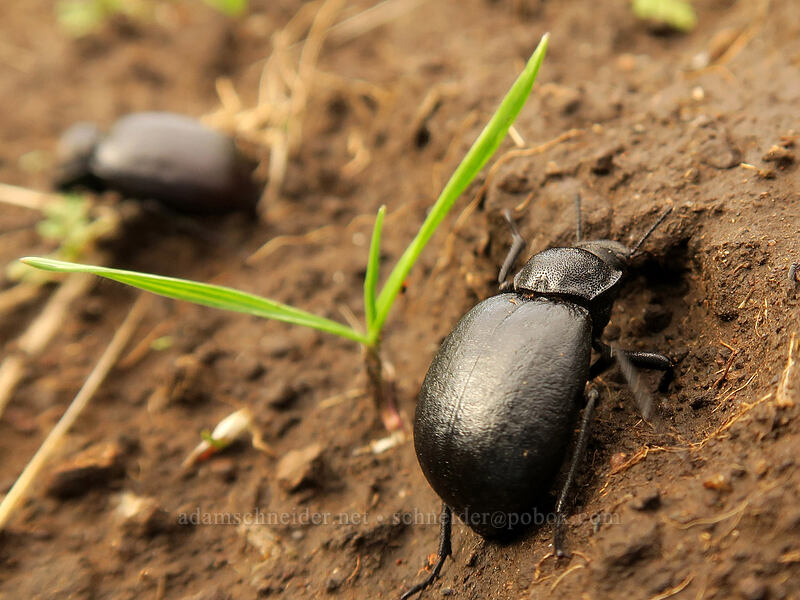 darkling beetles (Stenomorpha sp.) [Crawford Ranch, Columbia Hills State Park, Klickitat County, Washington]