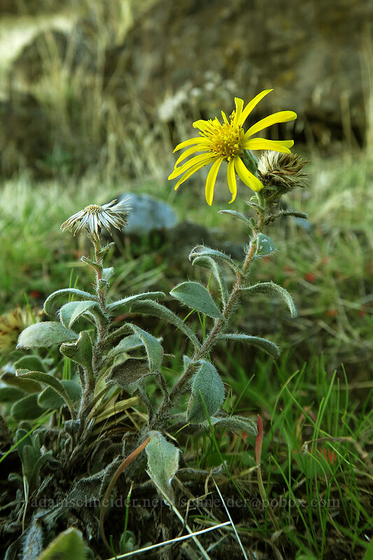 hairy golden-aster (Heterotheca hispida (Heterotheca villosa)) [Horsethief Butte, Columbia Hills State Park, Klickitat County, Washington]