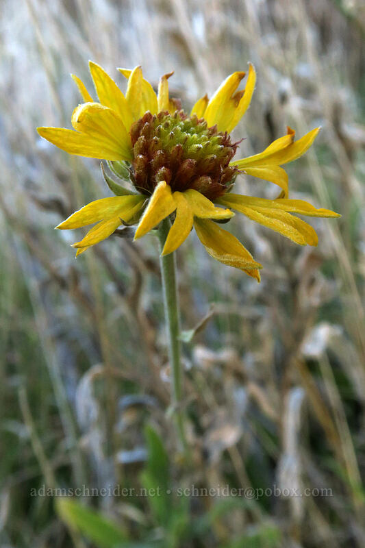 blanketflower (Gaillardia aristata) [Horsethief Butte, Columbia Hills State Park, Klickitat County, Washington]