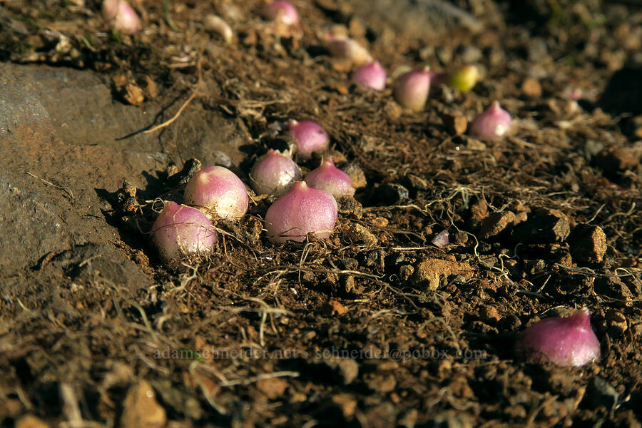 Olympic onion bulbs (Allium crenulatum) [Saddle Mountain Trail, Saddle Mountain State Natural Area, Clatsop County, Oregon]