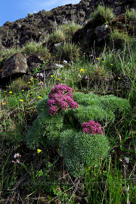 Columbia desert parsley (Lomatium columbianum) [Mosier Plateau Trail, Mosier, Wasco County, Oregon]