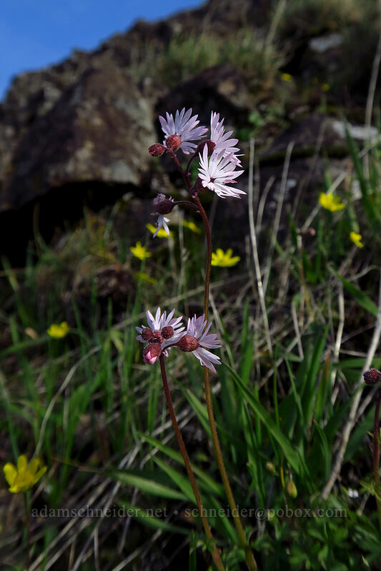 smooth prairie stars (Lithophragma glabrum) [Mosier Plateau Trail, Mosier, Wasco County, Oregon]