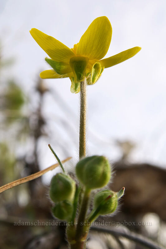 western buttercup (Ranunculus occidentalis) [Mosier Plateau Trail, Mosier, Wasco County, Oregon]